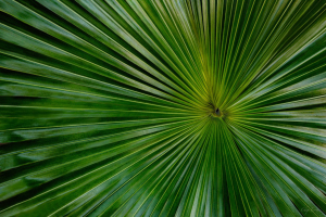 Palm Leaf