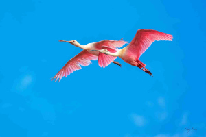 Roseate Spoonbills