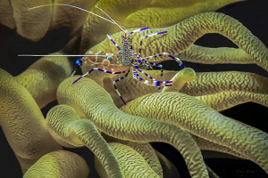 Banded Coral Shrimp On Sea Anemone